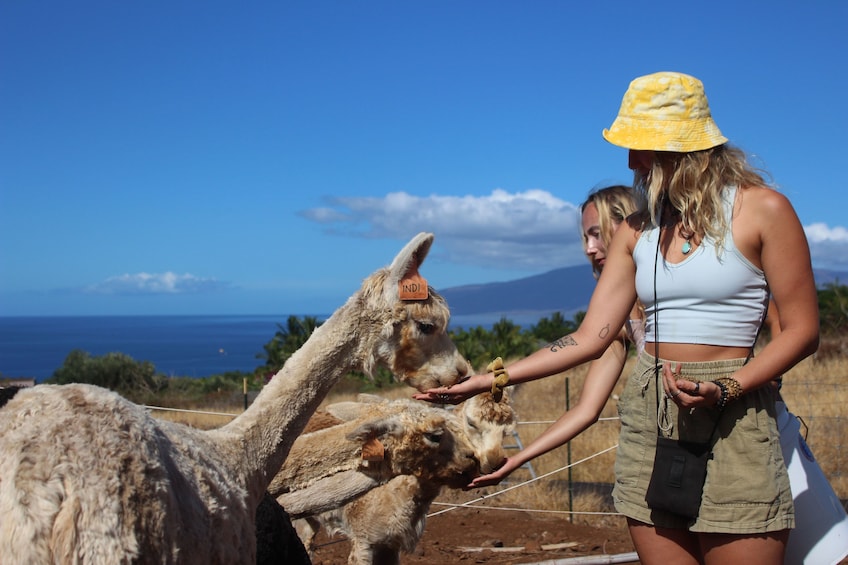 Alpaca Farm Tour