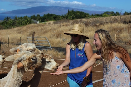 Visita a la granja de alpacas