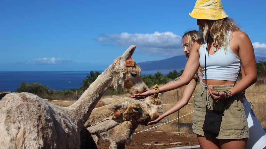 Alpaca and Tropical Fruit Tasting Combination Tour