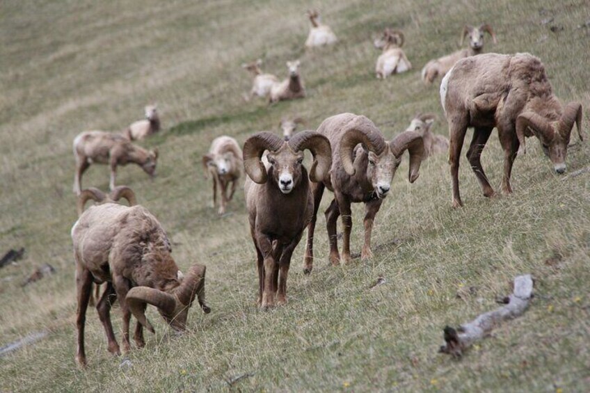 Moraine Lake & Lake Louise Sunset Wildlife Adventure