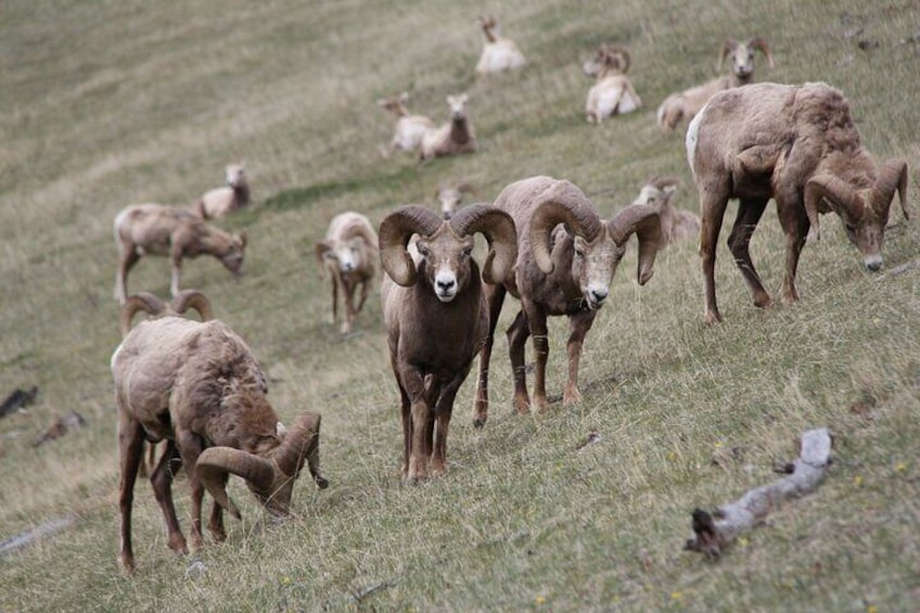 Moraine Lake & Lake Louise Sunset Wildlife Adventure