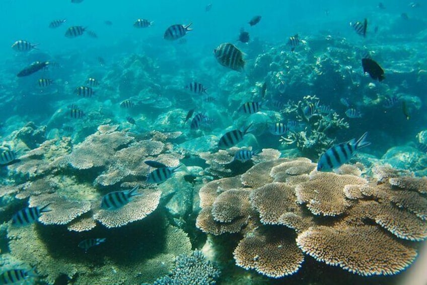 3 Days Tioman Island Package from Singapore (Private tour)