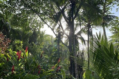 Personalized Private Tour Experience - Costa Rica