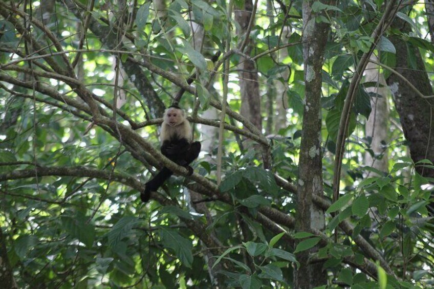 White faced monkey in Cahuita National Park