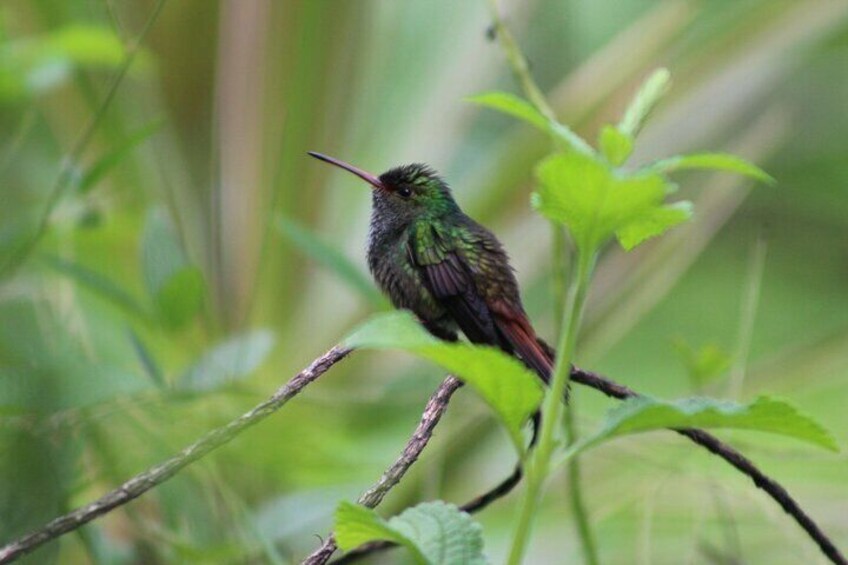 One of many hummingbird species here in Costa Rica