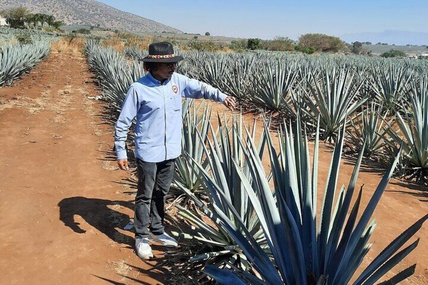 full day Tequila tour visiting artisanal distillery and downtown.