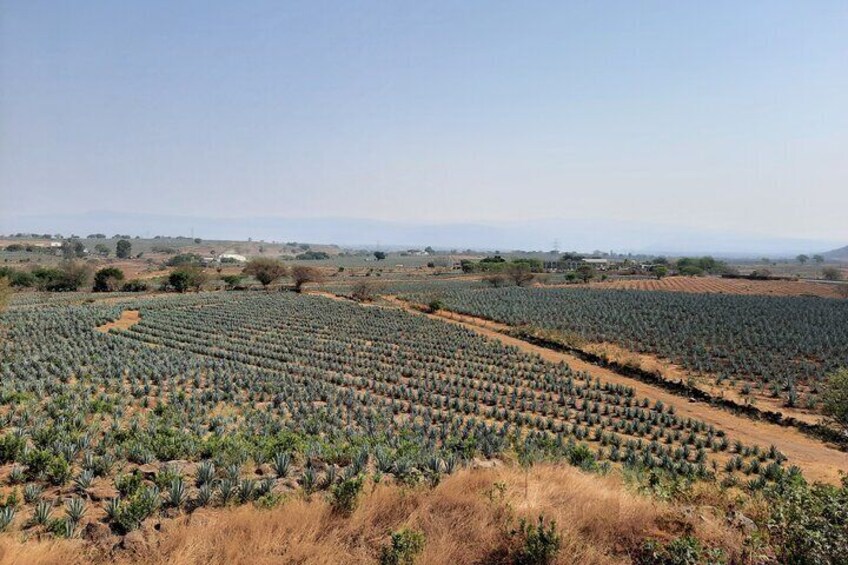 Half day Tequila tour visiting artisanal distillery and downtown.