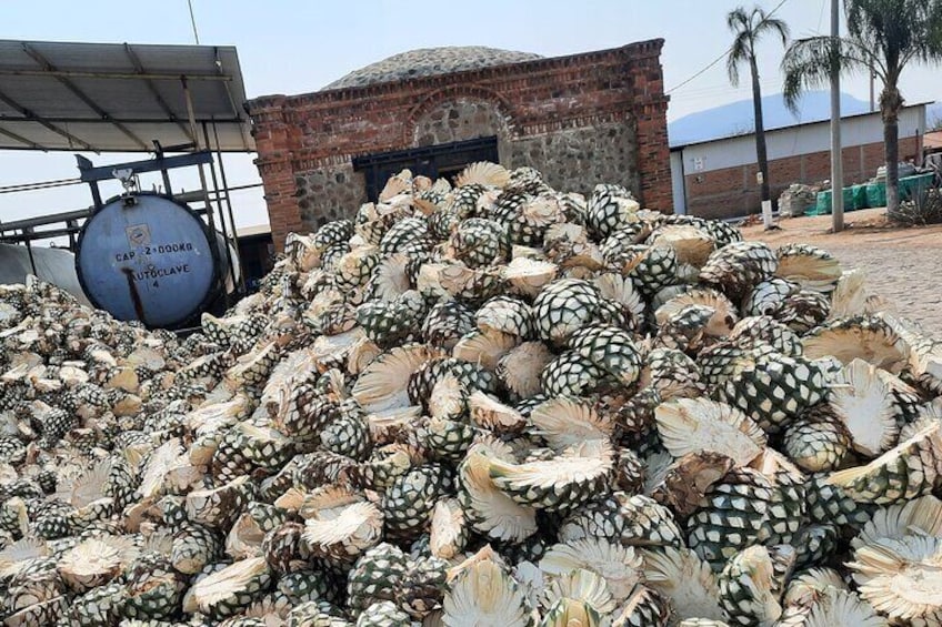 Half day Tequila tour visiting artisanal distillery and downtown.