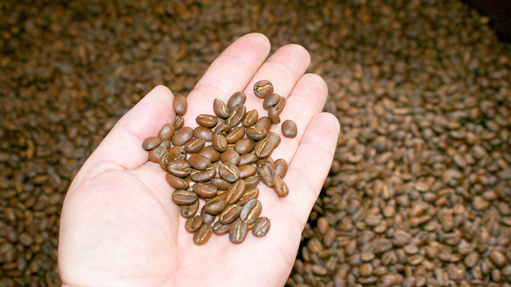 Carregar foto 1 de 5. Coffee beans on the Coffee Tasting tour in Bogota