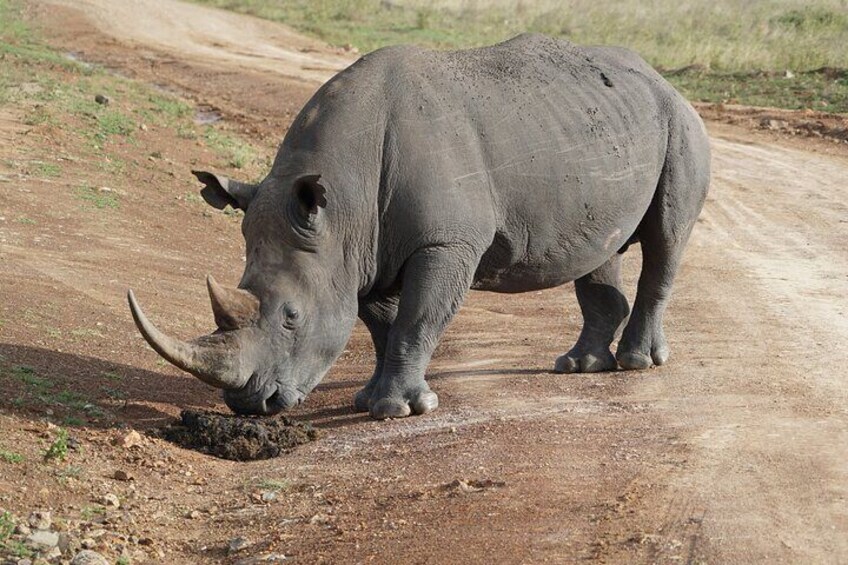 Day Tour OL PEJETA Rhino & Chimpanzee Sanctuary