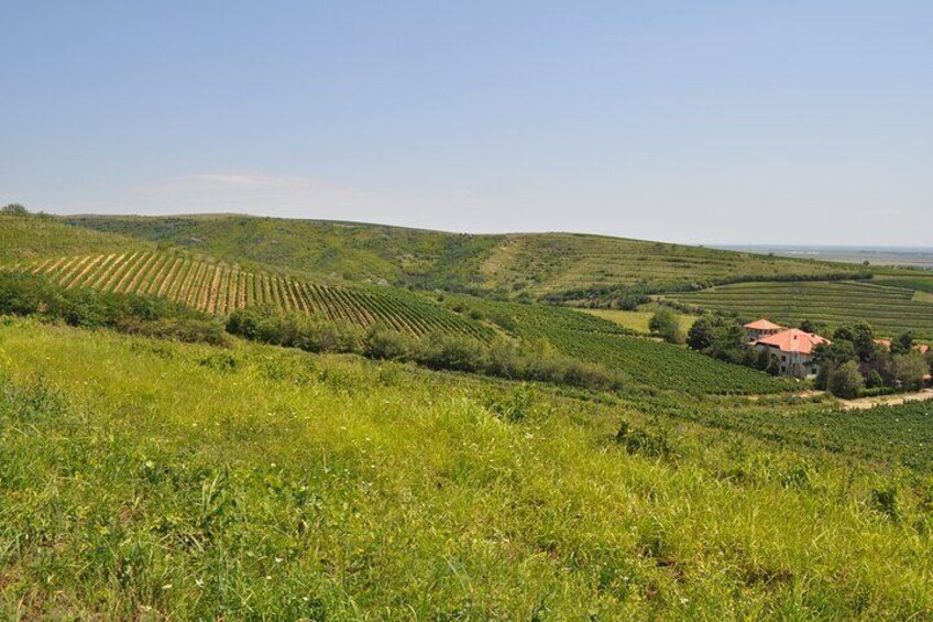 Private Romanian Wine Tasting in Urlați