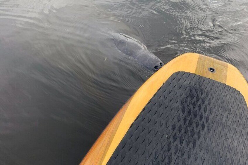 Another friendly manatee in Naples taking a sniff of the paddle board.