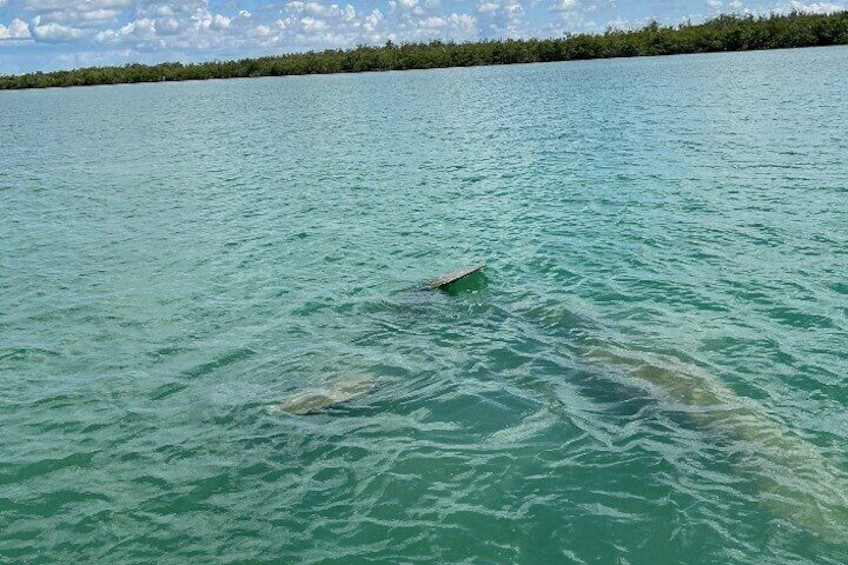 This group of Manatees followed us for almost and hour!