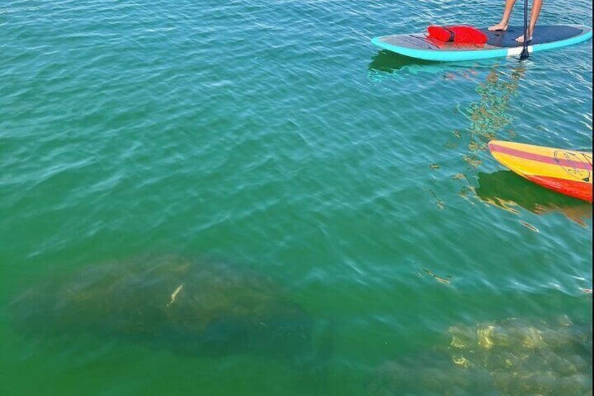 Paddle Boarding with the Manatees in Marco Island!