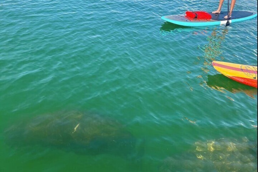 Paddle Boarding with the Manatees in Marco Island!