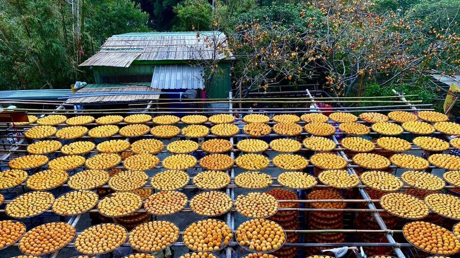 Hsinchu Sugar Culture and Dried Persimmon Experience from Taipei