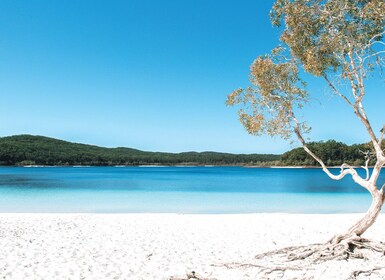From Rainbow Beach: K'gari, Fraser Island Two-Day Coach Tour