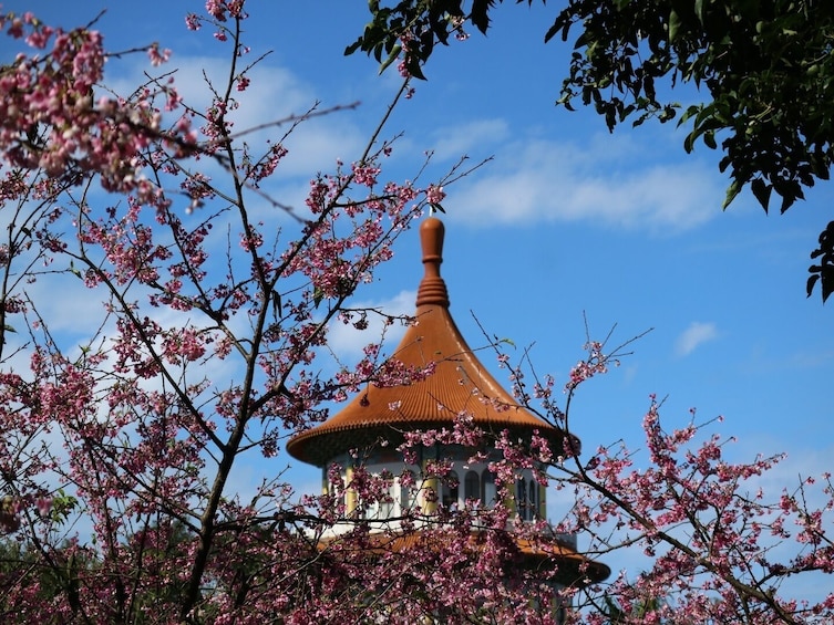 Taipei Cherry Blossom Day Tour