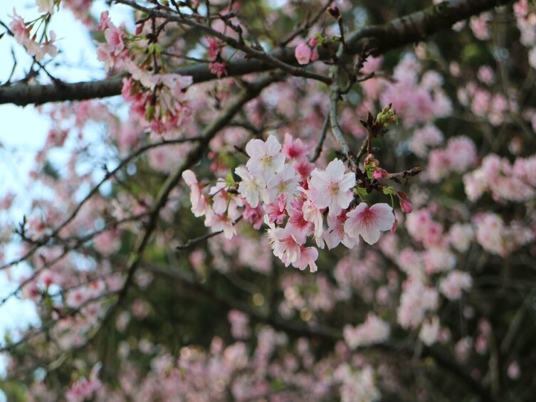 Taipei Cherry Blossom Day Tour