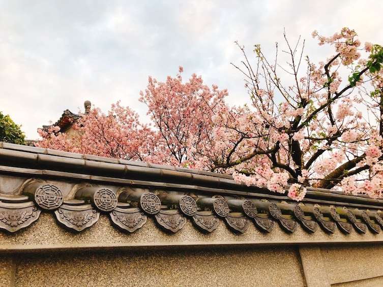 Taipei Cherry Blossom Day Tour