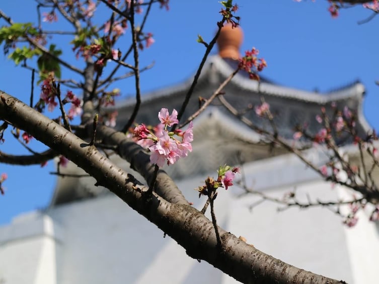 Taipei Cherry Blossom Day Tour