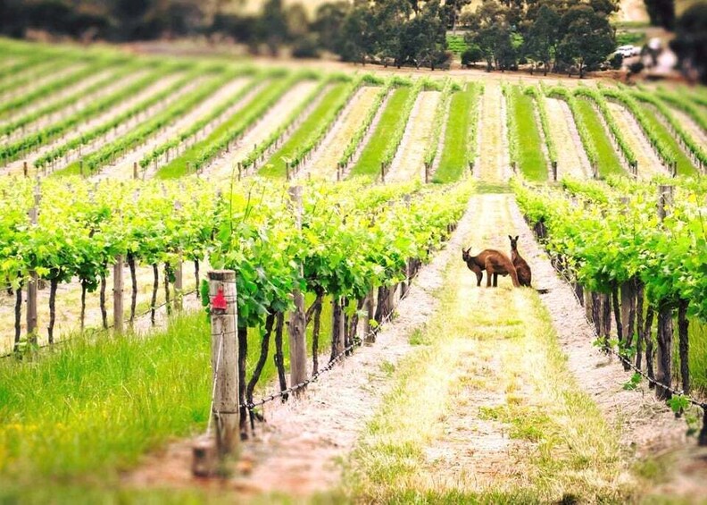 Picture 3 for Activity Barossa Valley: Two Hands 1.5-Hour Vineyard Tour