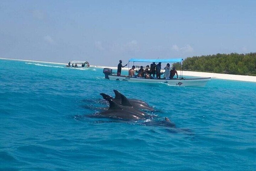 Mnemba Island snorkeling and Swimming with Dolphin