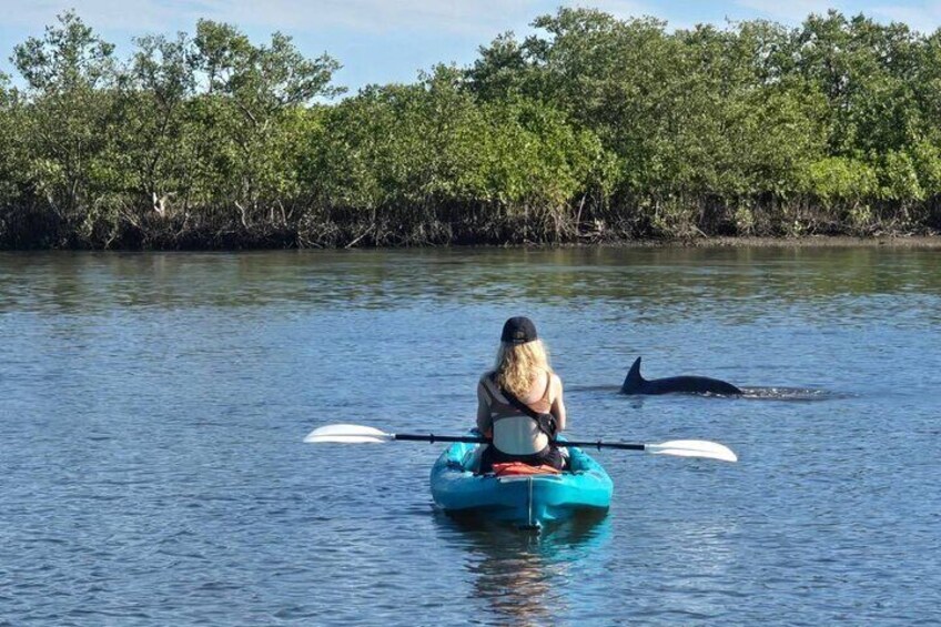 Another dolphin stopping by to say hi!