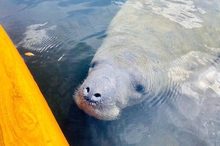 Another friendly Sarasota manatee coming over to say hi! It is especially important to protect these great creatures!