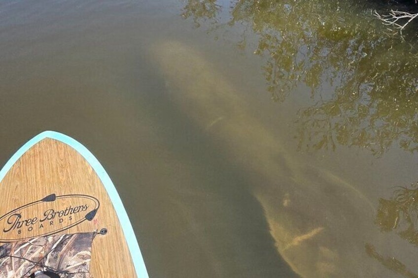 Our regular manatees can often be identified by their scars :(