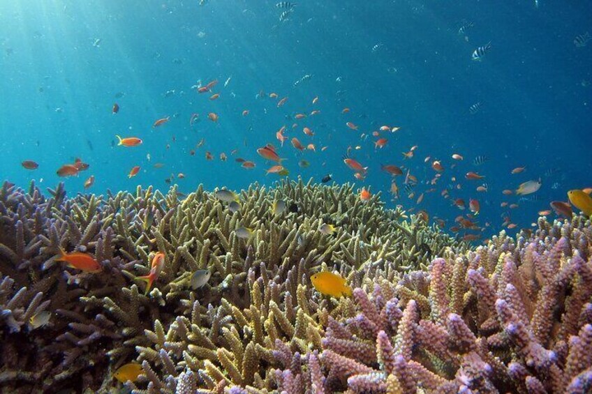 Snorkeling Nusa Penida and Island Tour Package