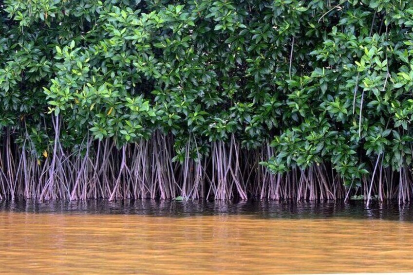 Vam Sat Mangrove Forest - VIP Private Tour from Ho Chi Minh City