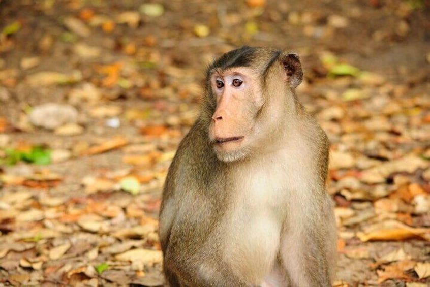 Vam Sat Mangrove Forest - VIP Private Tour from Ho Chi Minh City