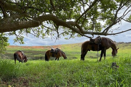 Archaeological horseback riding off the tourist routes in Rapa Nui