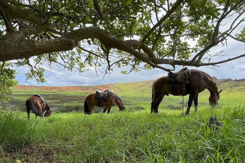 Archaeological horseback riding off the tourist routes in Rapa Nui