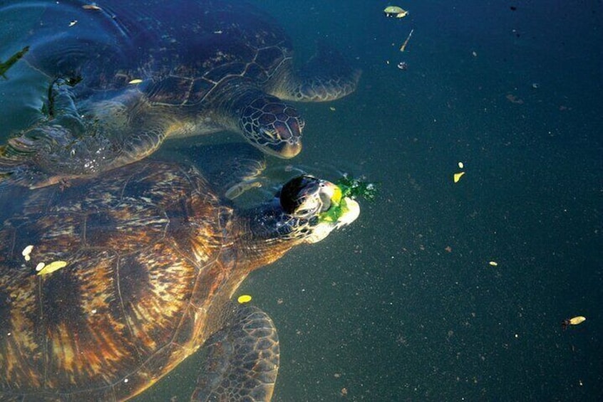 Horse Ride + Swimming with Turtles in Aquarium at Nungwi Beach