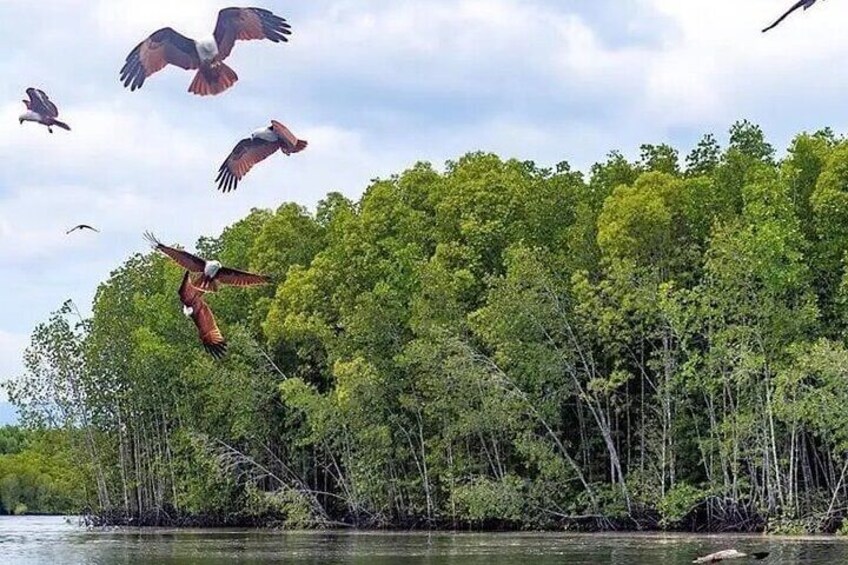 Eagle Feeding during mangrove tour