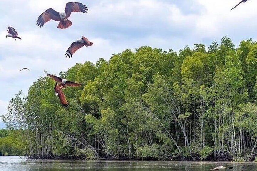 Eagle Feeding during mangrove tour