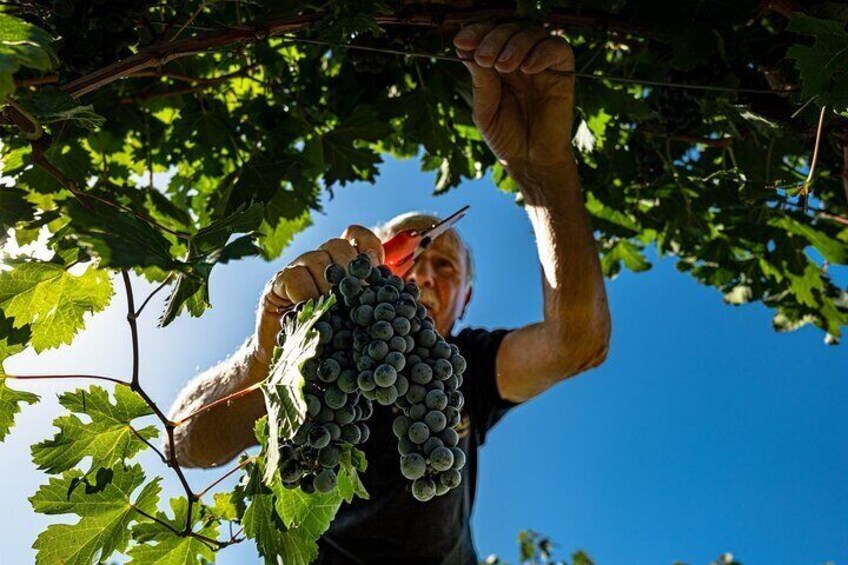 Tour to the Vineyard and Winery with Tasting in Montefalco