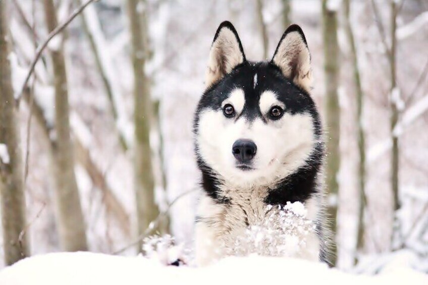 30 Minutes Husky Safari and Farm Visit in Pyhatunturi 