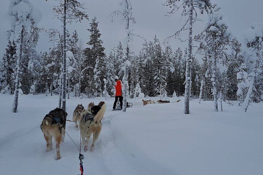 30 Minutes Husky Safari and Farm Visit in Pyhatunturi 