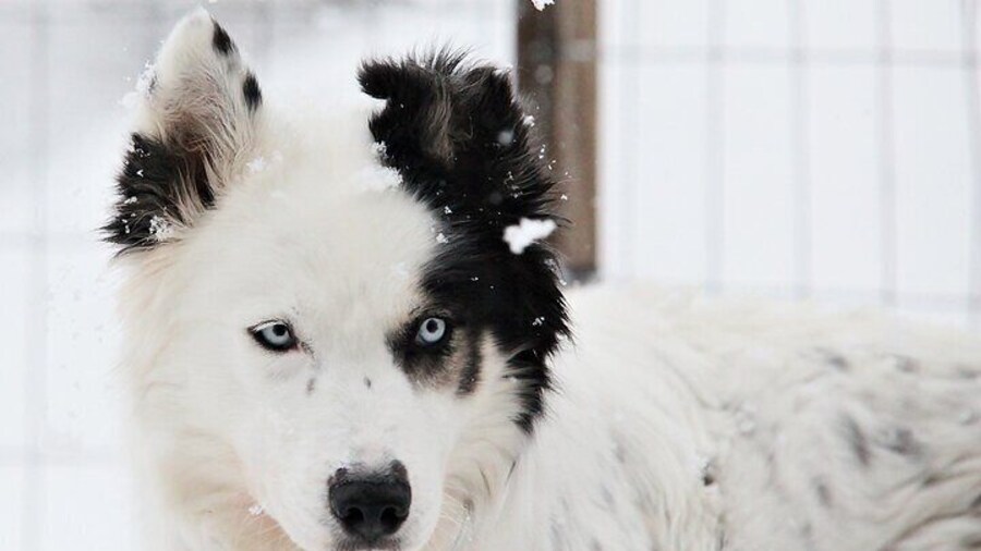 30 Minutes Husky Safari and Farm Visit in Pyhatunturi