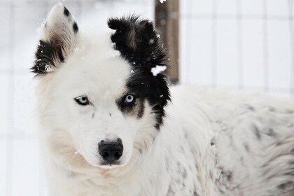 30 Minutes Husky Safari and Farm Visit in Pyhatunturi