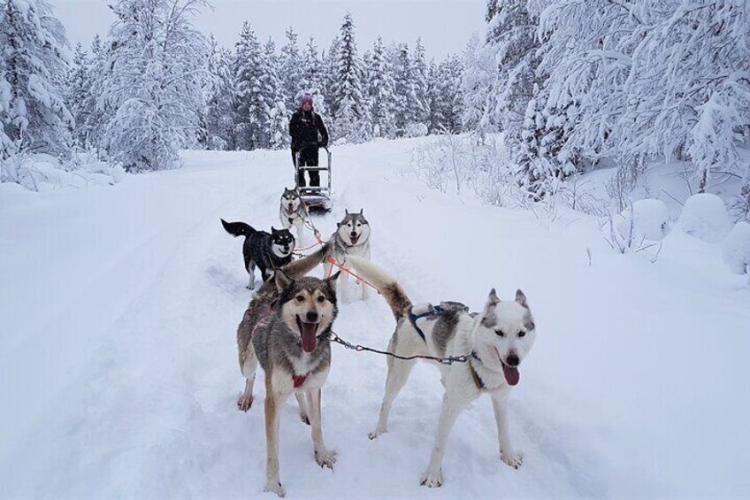 30 Minutes Husky Safari and Farm Visit in Pyhatunturi 