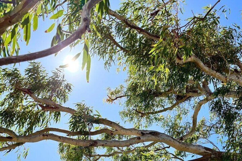 River Gums