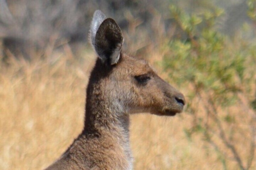 Kangaroos