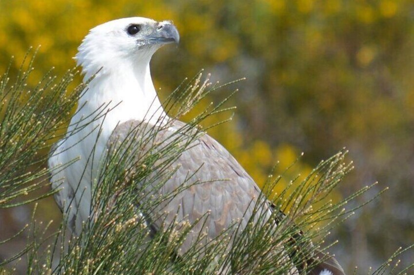 White Bellied Sea Eagle