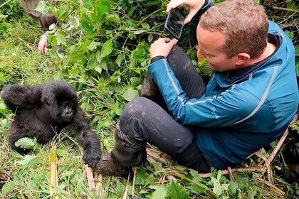 Excursión De 1 Día A Ruanda Gorilla Trekking En El Parque Nacional De Los V...