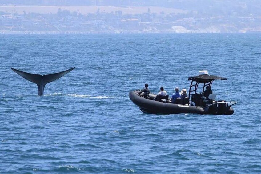 Dolphin & Whale Watching