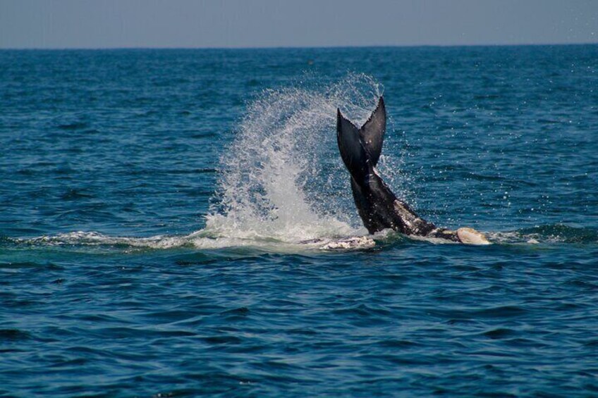 Private Whale Watching Sailing Tour